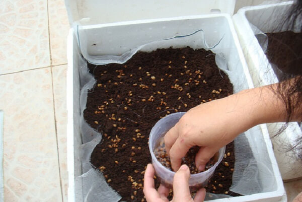 trồng rau sạch tại nhà bằng thùng xốp